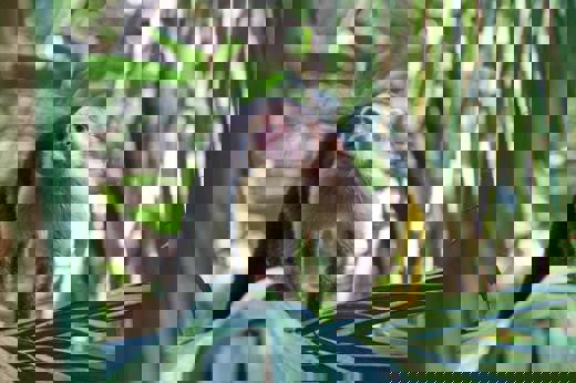 A curious capuchin monkey peers through jungle leaves in the lush forests of Sarapiqui. 