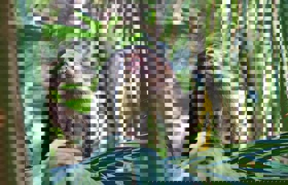 A curious capuchin monkey peers through jungle leaves in the lush forests of Sarapiqui.