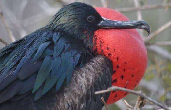 Galapagos