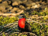  Frigatebird
