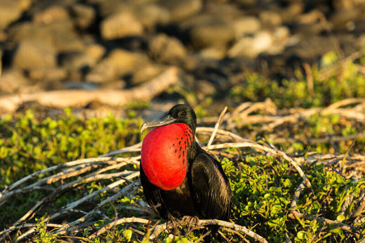  Frigatebird
