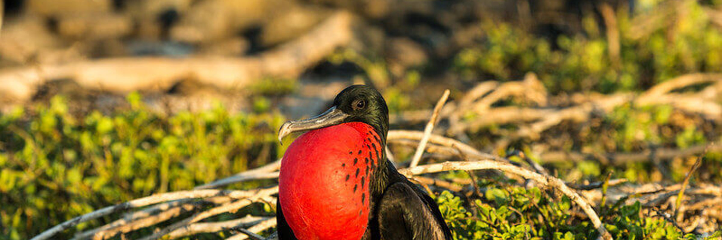  Frigatebird