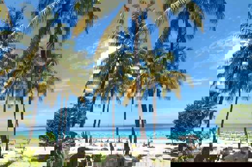 Beach Palm Trees 
