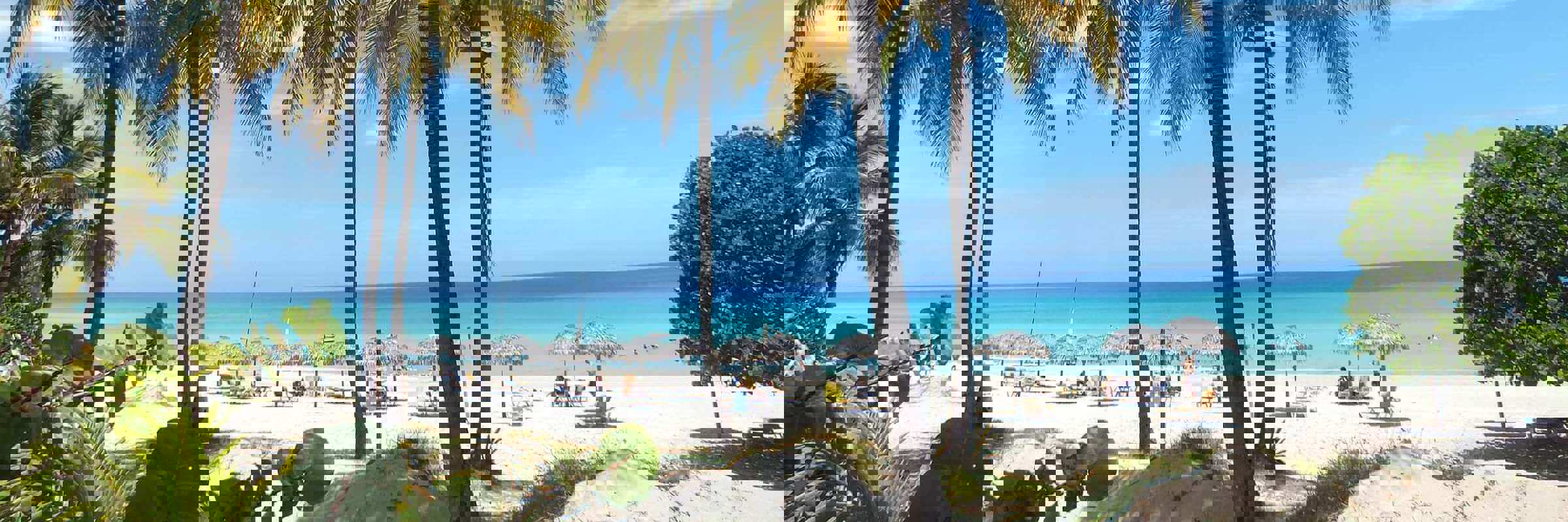 Beach Palm Trees 