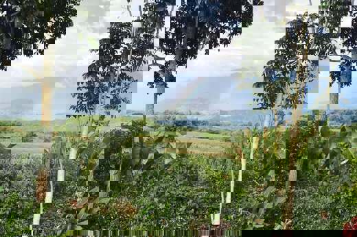 Coffee Region