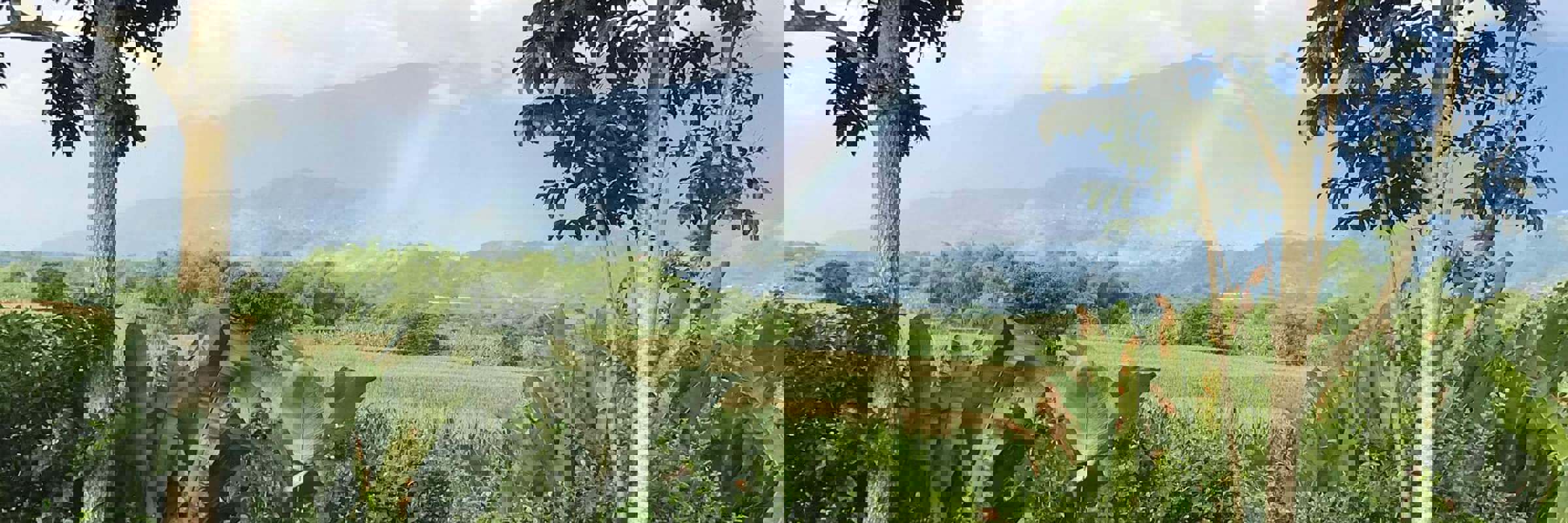 Coffee Region