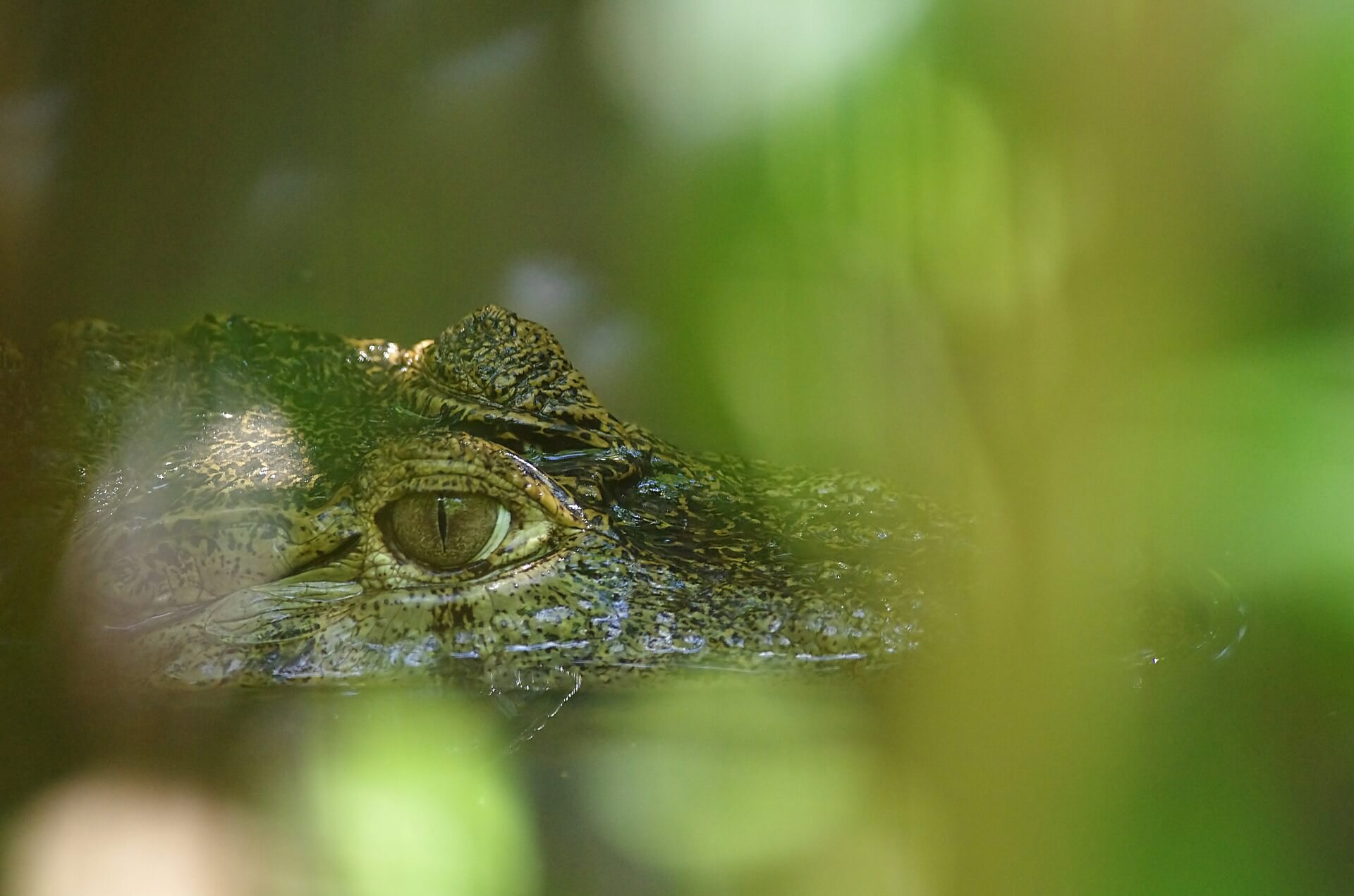 Crocodile 