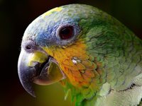 Parrot Amazon 
