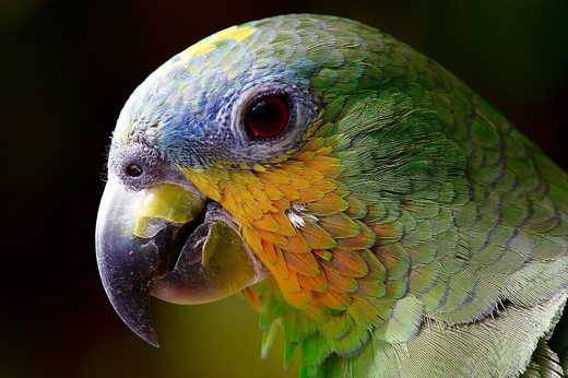 Parrot Amazon 