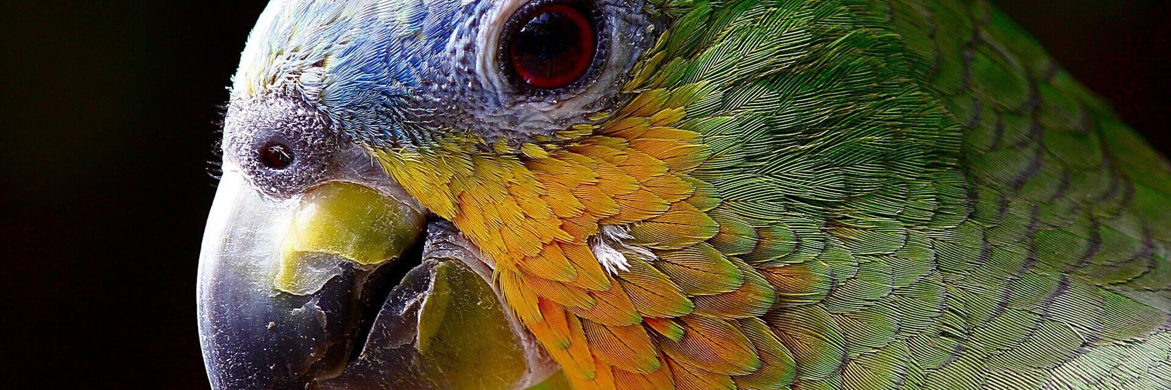 Parrot Amazon 