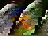 Parrot Amazon 