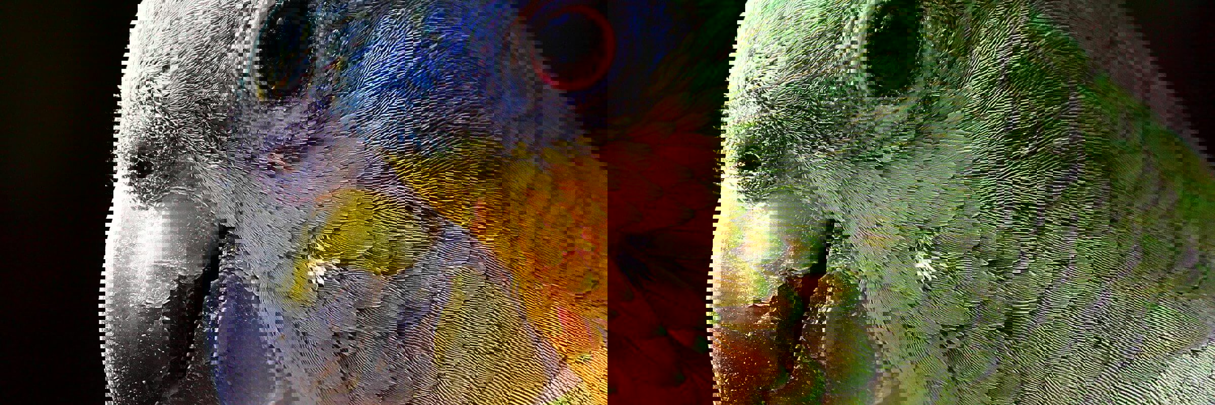 Parrot Amazon 