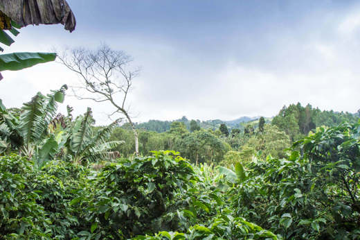Matagalpa