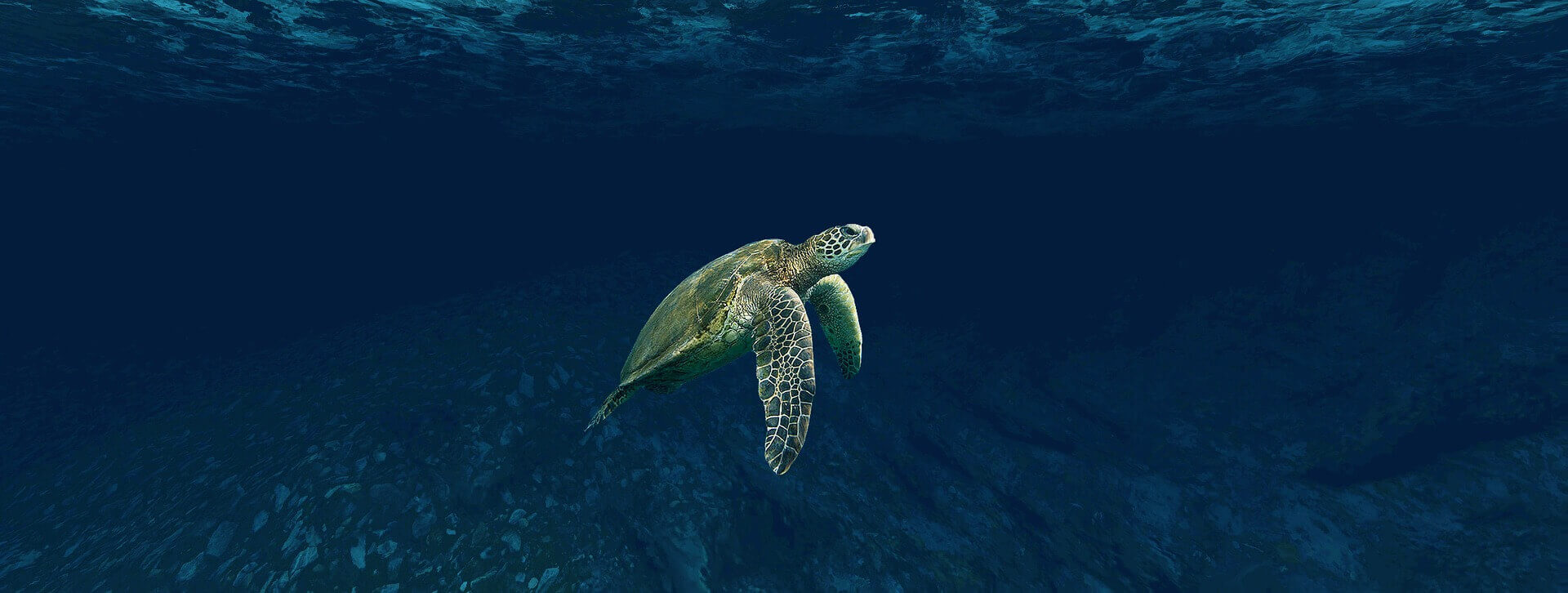 Belize Tortue
