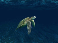 Belize Tortue