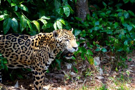 Belize Jaguar