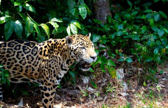 Belize Jaguar