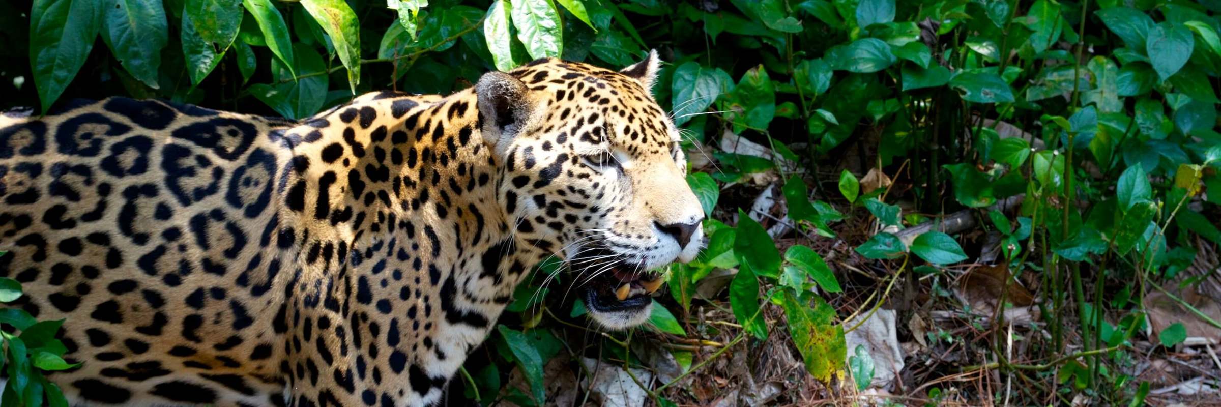 Belize Jaguar