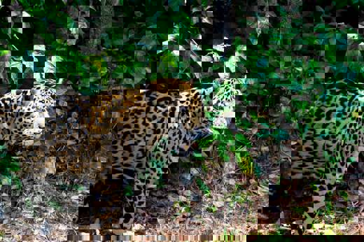 Belize Jaguar