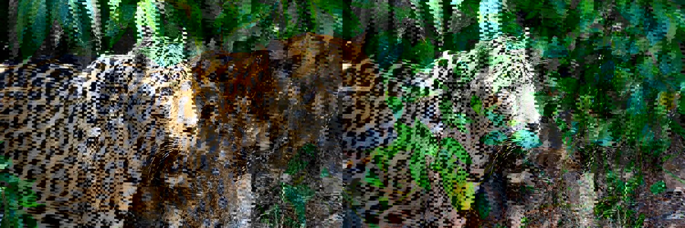 Belize Jaguar