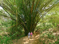 Forest walks