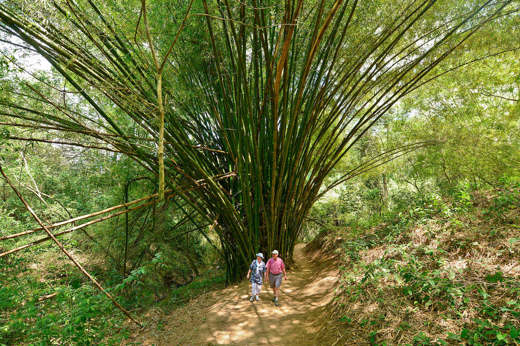 Forest walks