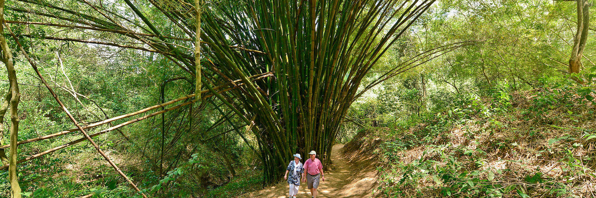 Forest walks