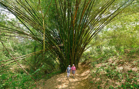 Forest walks