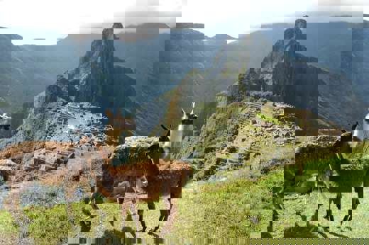 Two llamas graze peacefully on Machu Picchu's grassy slopes, with the ancient citadel behind them. 