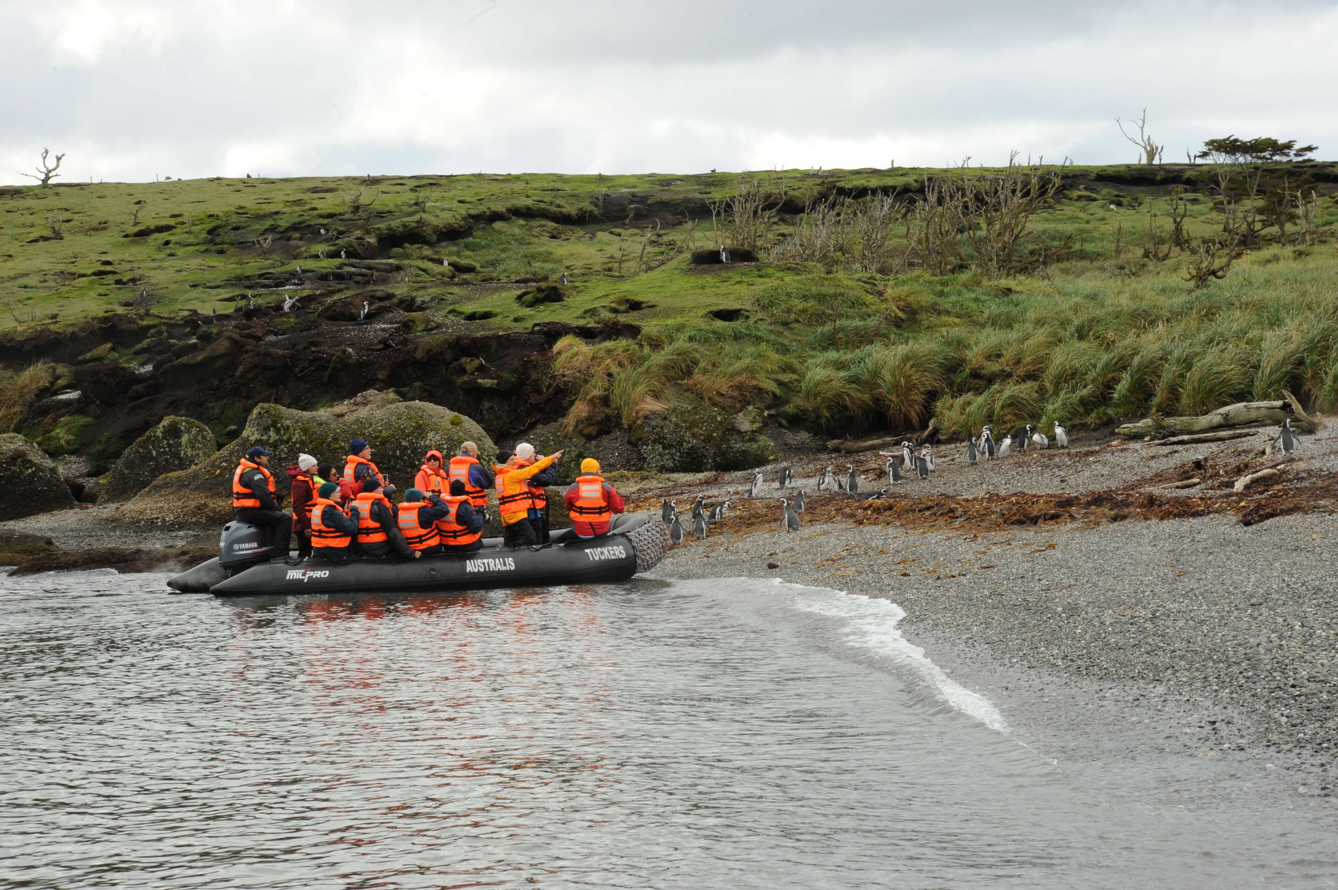 Zodiac landing near a penguin colony on the wild, green shores of southern Chile. 