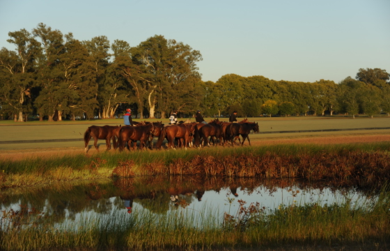 Pampa Argentine