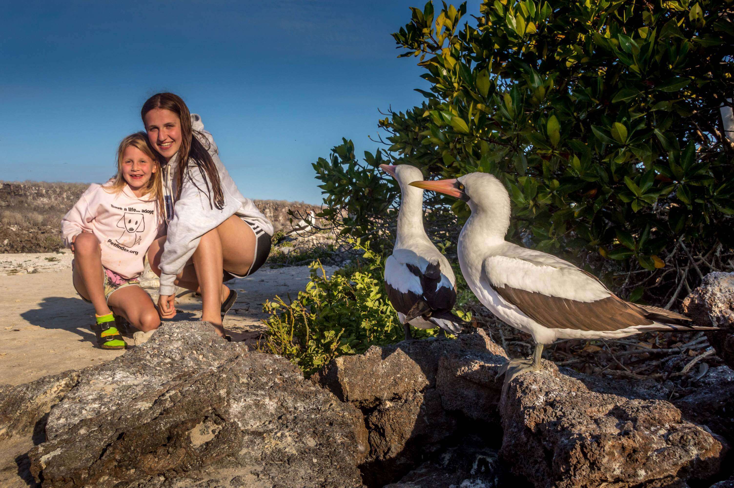 South America- Ecuador, family encounters blue-footed boobies on a Galapagos Islands wildlife walk. 