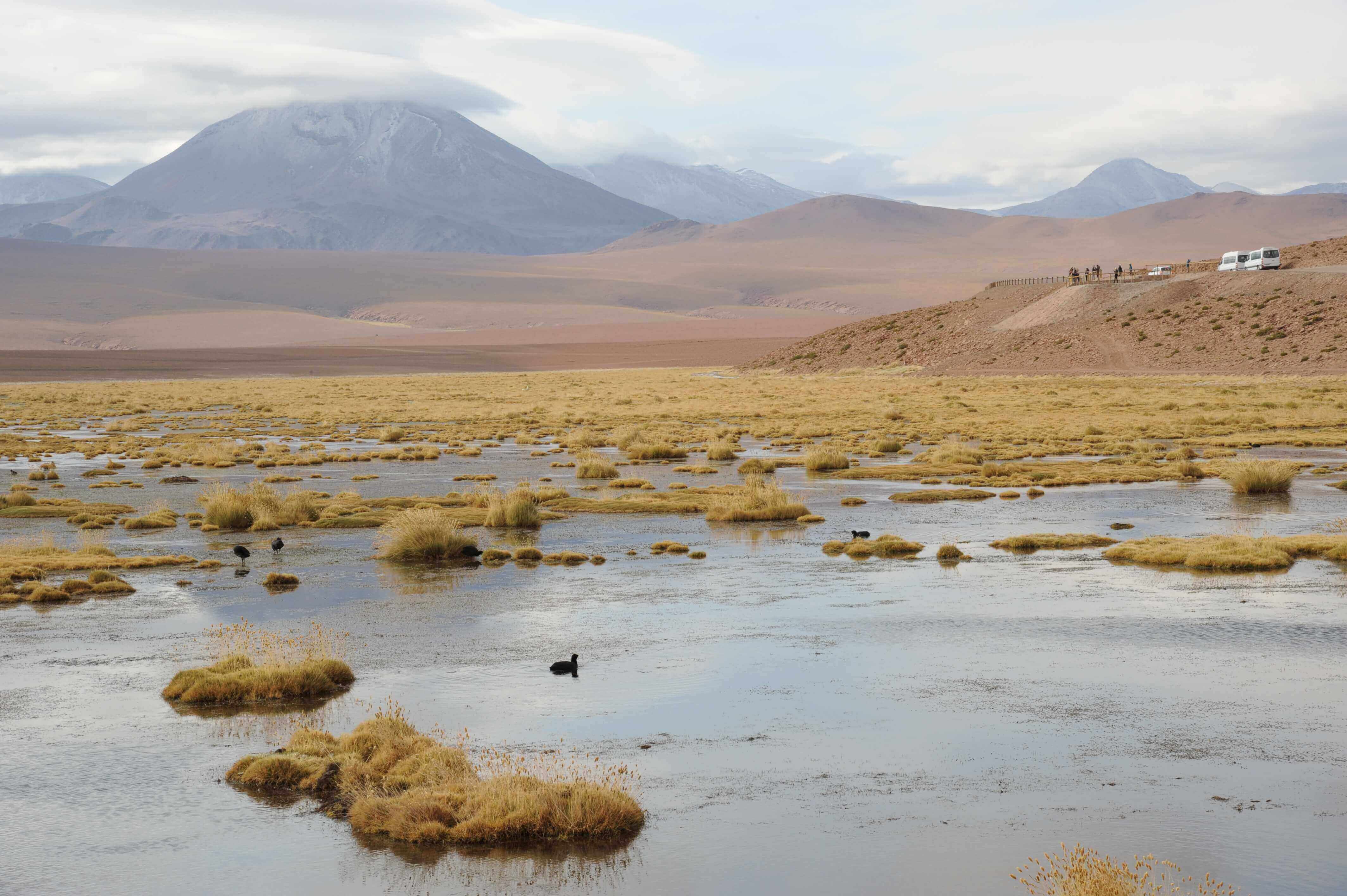 Golden tufts of grass dot a tranquil wetland on the Chilean Altiplano, with distant volcanoes rising under a cloud sky. 