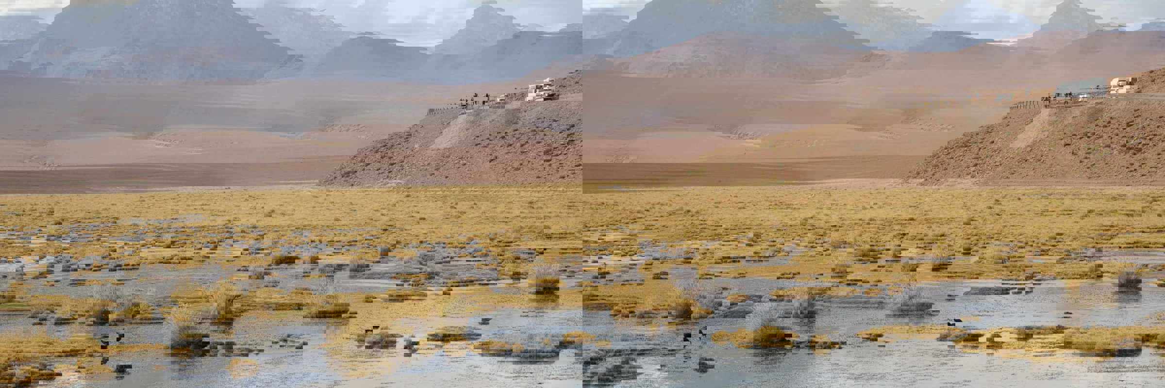 Golden tufts of grass dot a tranquil wetland on the Chilean Altiplano, with distant volcanoes rising under a cloud sky. 