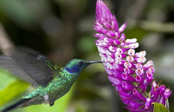 Central America, Costa Rica -  A hummingbird feeds from a vibrant tropical flower in the lush rainforest. 