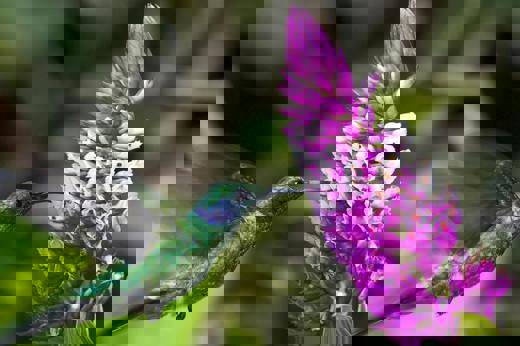 Central America, Costa Rica -  A hummingbird feeds from a vibrant tropical flower in the lush rainforest. 