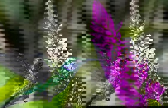 Central America, Costa Rica - A hummingbird feeds from a vibrant tropical flower in the lush rainforest.