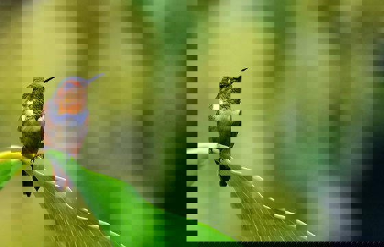 A tiny hummingbird rests gracefully on a board green leaf, glowing in Costa Rica's morning light.