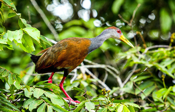 A striking gray-necked wood rail steps through dense foliage in the biodiverse Cano Negro wetlands.