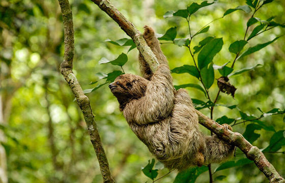 A relaxed sloth dangles from a branch in the lush Costa Rican rainforest, embracing pura vida vibes. 