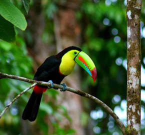Toucan 