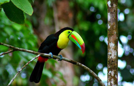 Toucan 