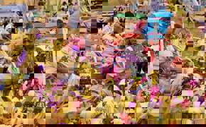 Riot of colours - Weavings and Flowers