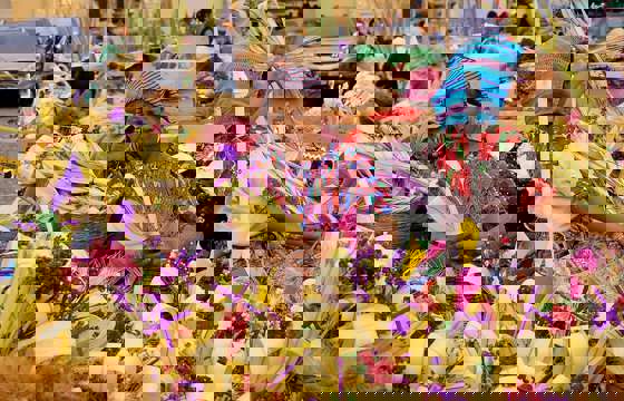 Riot of colours - Weavings and Flowers