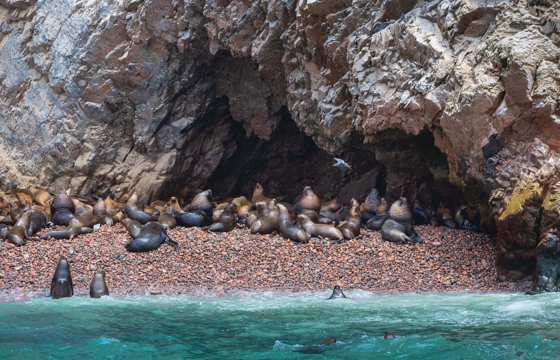 Sea lions lounging on the rock shores of Peru's Ballestas Islands, often called the Galapagos of Peru. 