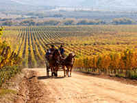 A horse-drawn carriage carries visitors along a dirt road through golden vineyards in Chile's Central Valley wine region. 