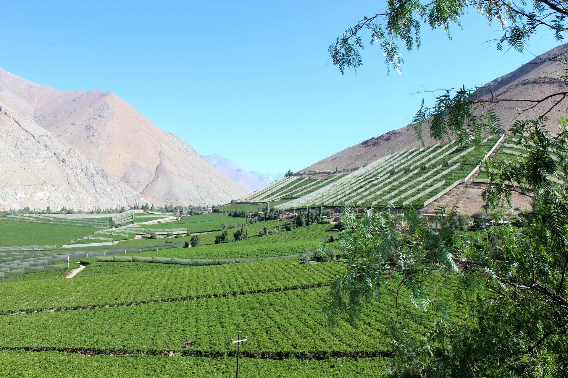 Elqui