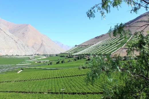 Elqui