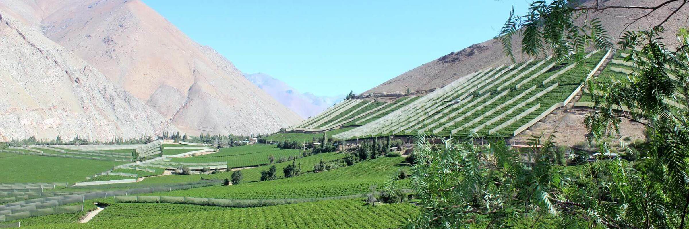 Elqui