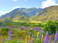 Colorful lupines bloom across a lush valley along the Carretera Austral in Chilean Patagonia. 